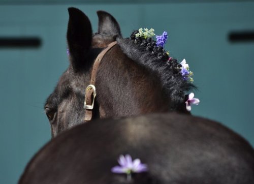 horseingaboutt:  All the love for my wee boy. All the love. He had so much patience to let me dress him up like this, haha. 