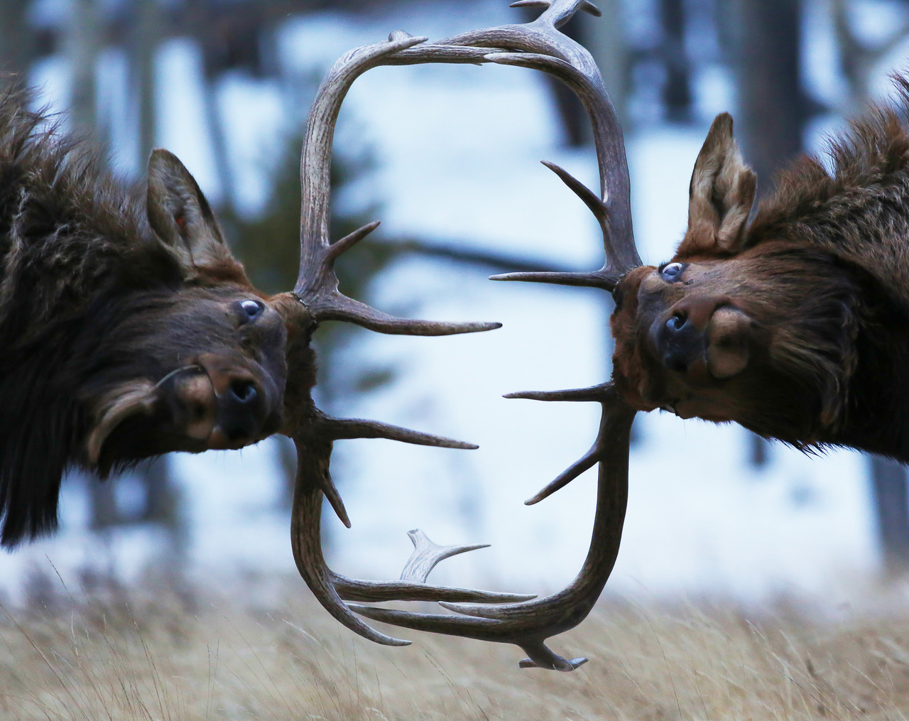 americasgreatoutdoors:We don’t know what event this is or who is winning, but we