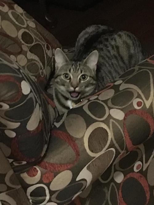 cutecatpics:Surprised pikachu meme anyone? Source: elfman44 on catpictures.This reminds me of the su