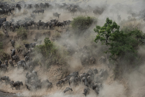 Maasai Mara, Kenya- Wildebeast pour down river banks to cross the Mara River from Tanzania in the gr