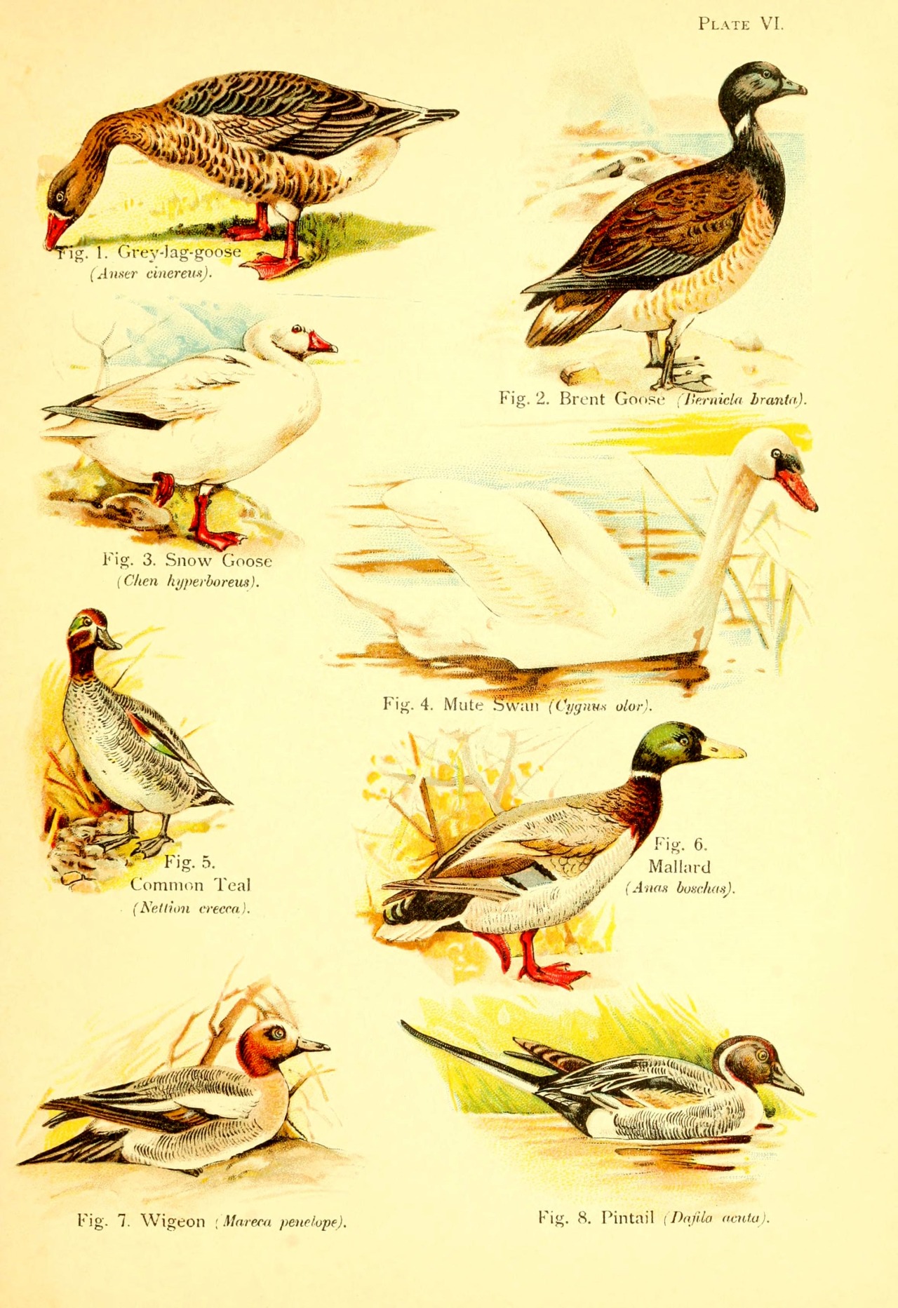 wapiti3:  A book of birds. ; By Pycraft, W. P. (William Plane), 1868-1942 on Flickr.