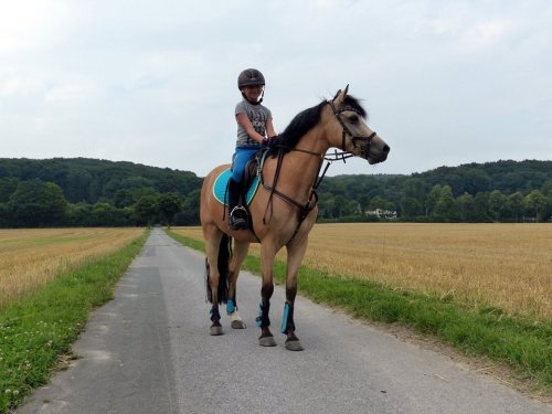 german-riding-pony-a-day: Hesselteich’s Alfonso [X]