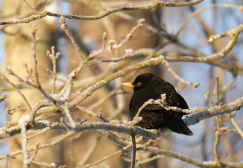 A beautiful Blackbird.