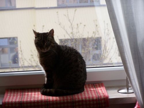 Der kleinen Sonne nur das Liebste zum Geburtstag: 11 Jahre Glück, Wärme und Freude - 3 Jah