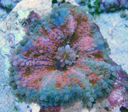 Flower Mushroom Coral - Ricordea Yuma