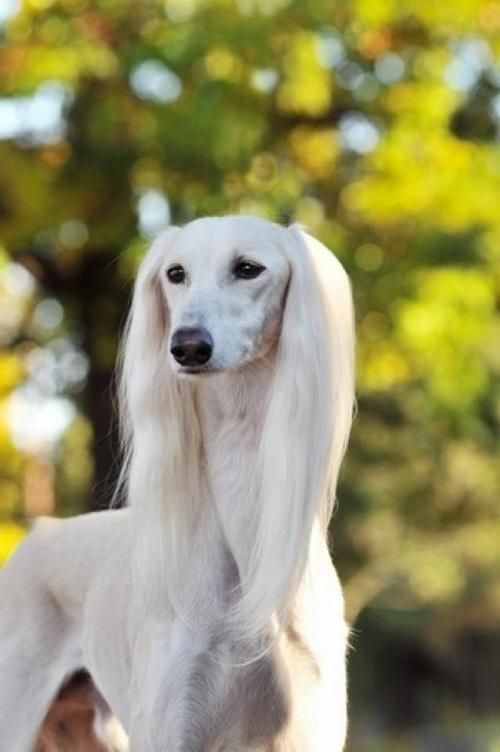 Harry Potter Characters As Dogs