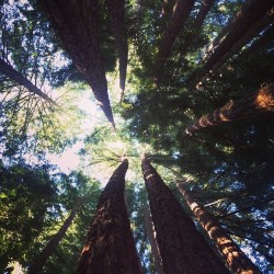 josephxkendrick:  Okay, redwoods are big and these aren’t even the big ones…