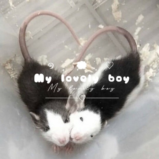 Tumblr media