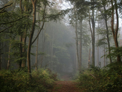 Foggy forest, my favourite! by Susan Lockyer