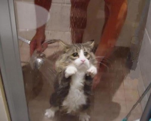 feliciasbitch:  beben-eleben:  Pets who love or hate their bath time  THIS IS MY FAVORITE POST. THERE ARE MANY LIKE IT BUT THIS IS MY FAVORITE. 