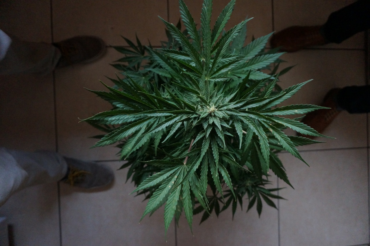 weednymphos:  Happy april 20th