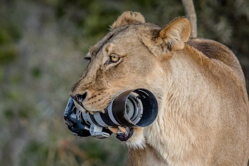 Lioness Steals A Photographers Camera, Gives It To Her Cubs As A New Toy