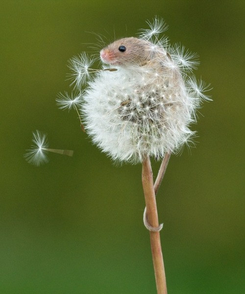 beautiful-wildlife:  Harvest Mouse climbing up a dandelion by Matt Binstead