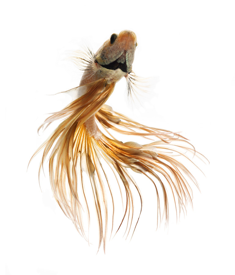 earthandanimals:   Siamese Fighting fish by visarute angkatavanich 