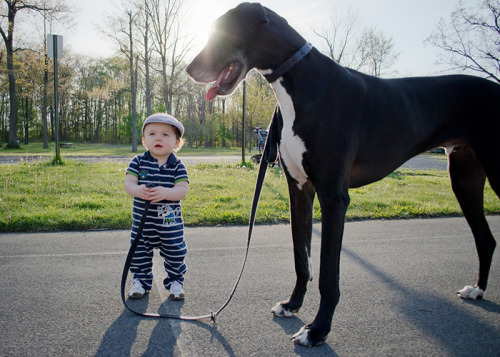 housewifesecrets:  johnnybee:  This made me mist up a little. Big pups being friends to human kids.  Those are their people too