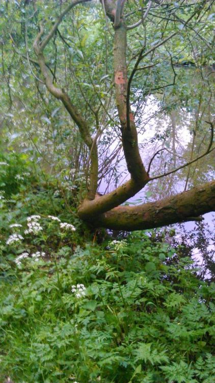 siriuszwarts:  i went for a walk in the park behind my house!! 