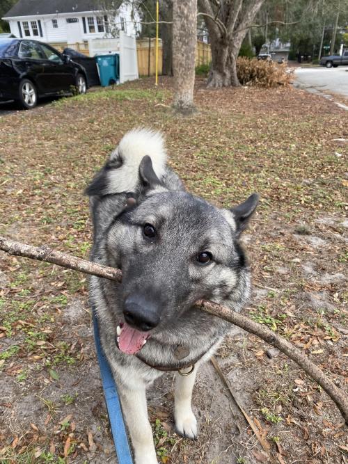 Smokey is a happy boy when he finds a good stick! viaSubmitted February 01, 2021 at 03:10PM by brock