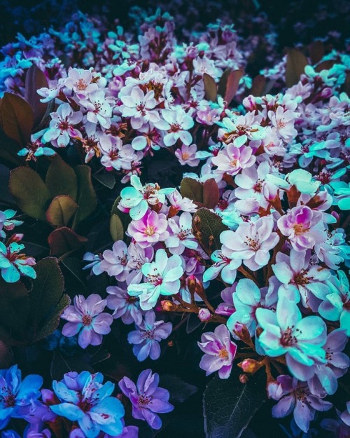 essenceofnatvre:Photography by Strong Arm ~  Sunsets/Flora/City All mobile photography/edits OA