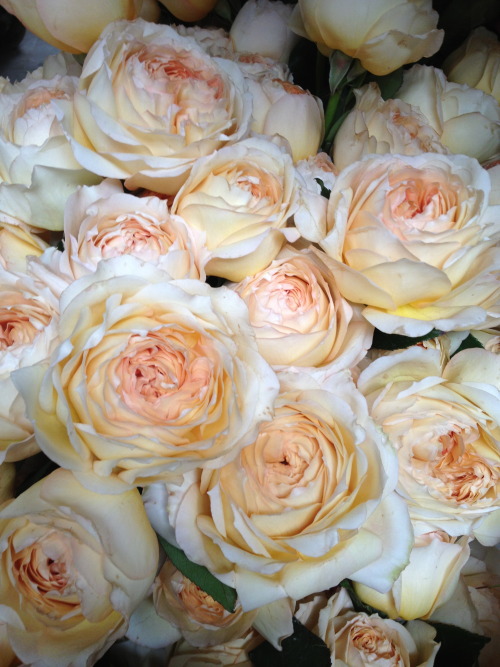 Caramel Antike Rose