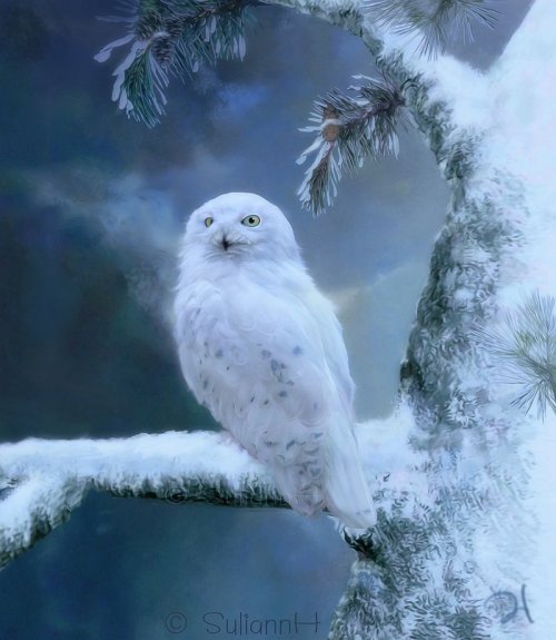 forest-faerie-spirit: {Winterland Snowy Owl} by {SuliannH}