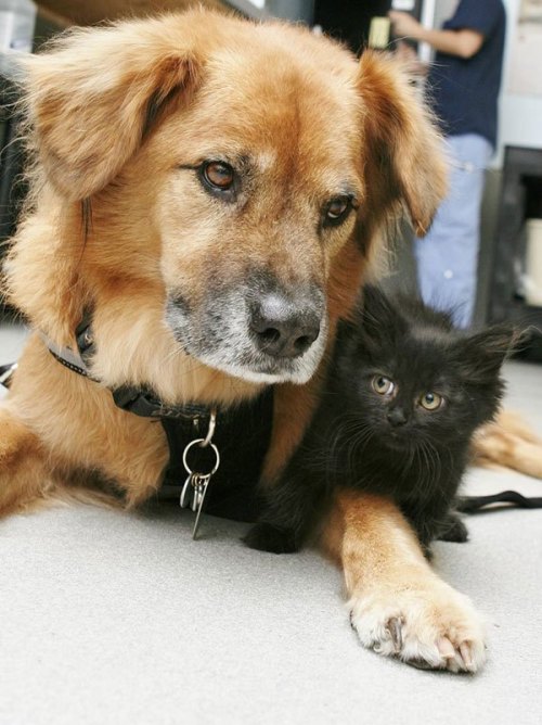 thecutestofthecute: cubebreaker:Boots the Kitten Nanny helps acclimate kittens 2-7 weeks old to dogs
