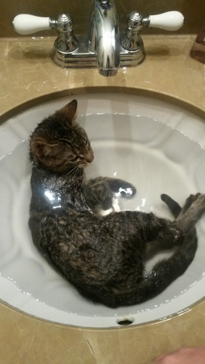 anahivictoria:  zealouscorgi:  capnbiceps:  My cat is broken. He meows for a bath every night and when I put him in he flops down and sleeps.  look at my little bastard. look at how happy he fucking is in my sink.   My cat is broken.