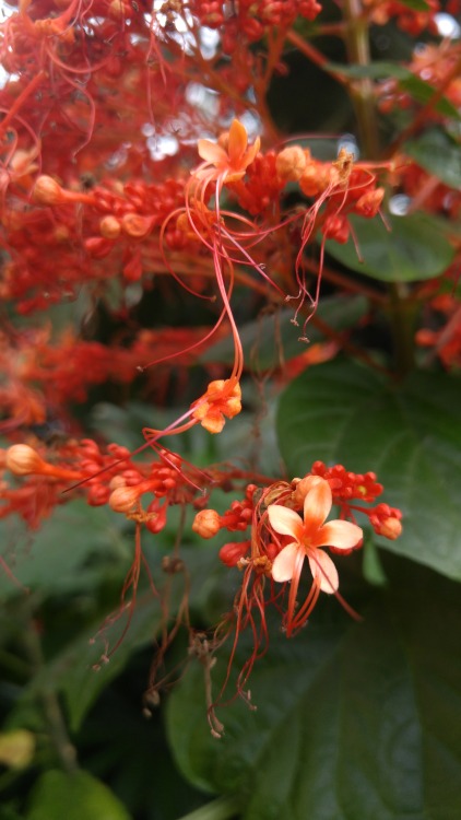 Clerodendrum paniculatum is in the family Lamiaceae. Commonly known as pagoda flower, it is native t