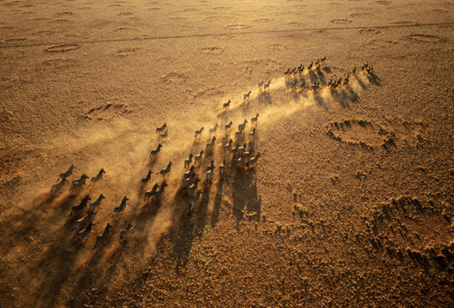 unrar:  Zebras run across plains dotted by mysterious grass circles, George Steinmetz