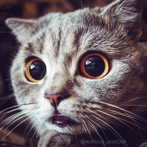 catsbeaversandducks:  Her Name Is Melissa  Melissa has seen things. Terrible things. Photos by ©Melissa Einstein 