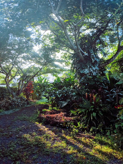 widewaterwoman: i walked outside this morning and the beauty of the light, the air, the plants absolutely took my breath away