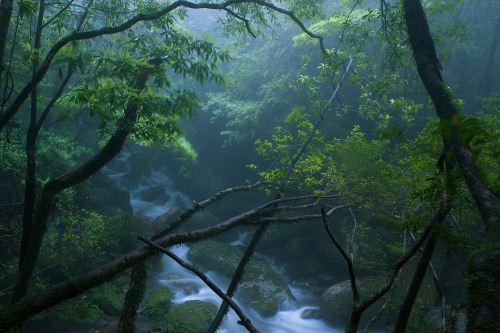 Mononoke forest, Yakushima island by Casey Yee