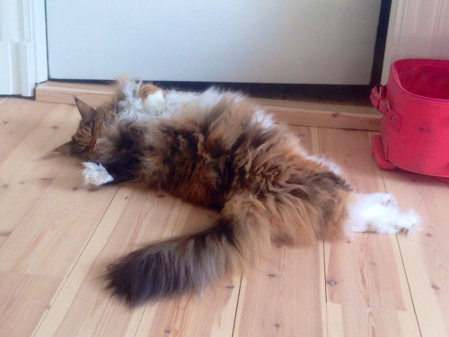 bloodstainbowbarnacle: lancrebitch: catsbeaversandducks: Pixel The Floof Monster “I’m no