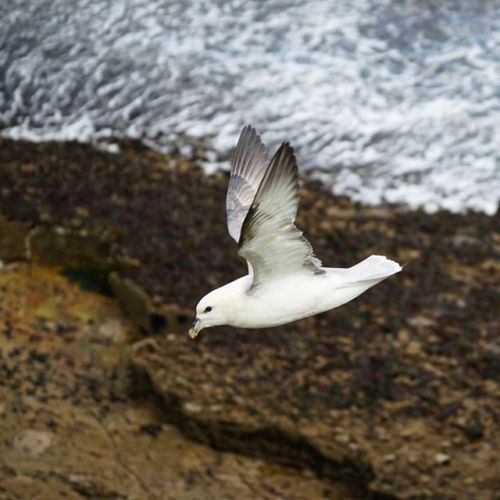 nickstanley:Fulmar gliding along the cliff edge #wildlife #birds #ireland #sligo  (at Mullaghmore Beach)