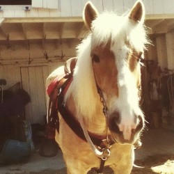 Mick, my about 13 year old Haflinger Gelding. I finally got him to stand still and raise his ears, only took about 10 tries, lol. 