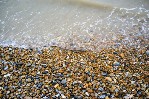 Beachcomber - weekly round up of my daily walks along the beach and findsGRD III &amp; X100