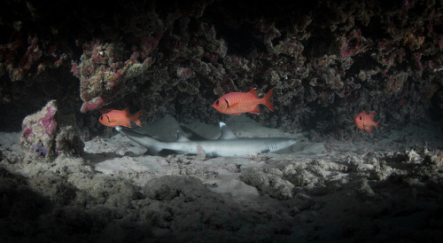 Whitetip Reef Shark (Triaenodon obesus) by RCG Maru on Flickr.