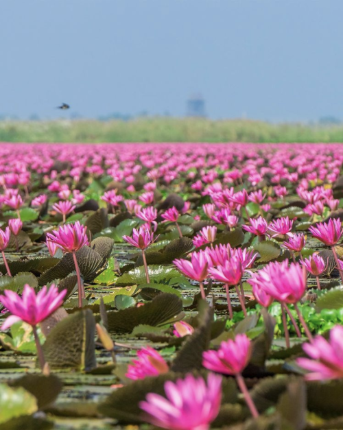 Nong Han, Udon Thani - Located about 40 kilometres southeast of Udon Thani, this vast lake is covere