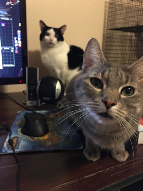 Please stop playing video games and feed us.