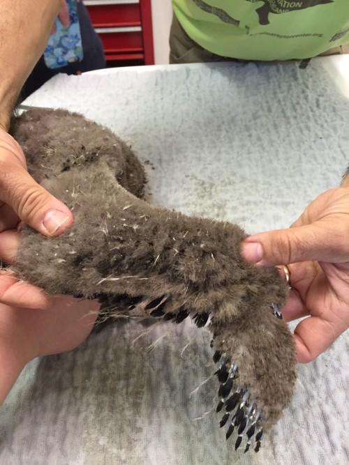 crc-rehab-blog:The four-week old eaglet from Dan Nicholas Park was transferred to CRC yesterday to b