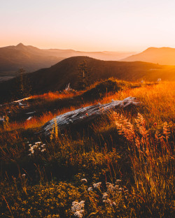 nicholaspeterwilson:  Wild Flowers on Mount