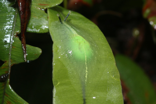onenicebugperday:Puerto Rican semi-slug, Gaeotis flavolineata, Amphibulimidae Semi-slugs are land ga