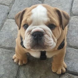 worldofbulldog:  baby pumba