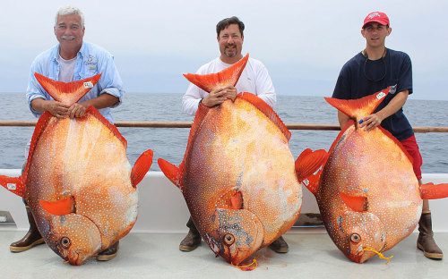 Seriously though, da fuk are those? I want my own pool filled with them.
Moon fish?! They all look happy. It’s just.
No.