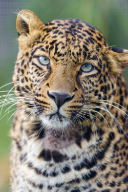 kingdom-of-the-cats:  Pensive leopard portrait (by Tambako the Jaguar)