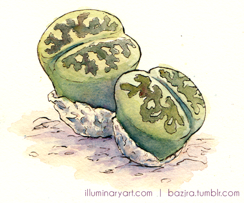 bazjra:Lithops! Drawn for Answers magazine and published in the July issue.The article inspired a la