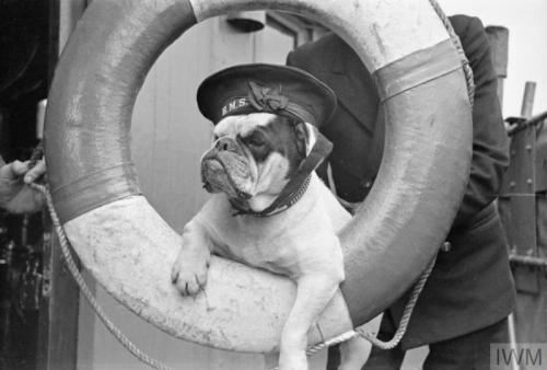 mostly-history:“Venus”, the bulldog mascot of the destroyer HMS Vansittart (1941).