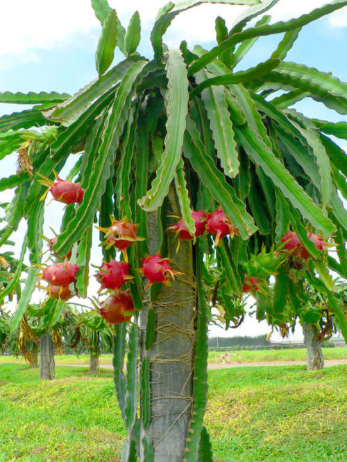 Hylocereus undatus (Dragon Fruit)