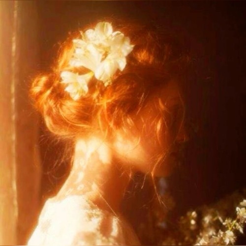 sunlit-flower-field - Carrie