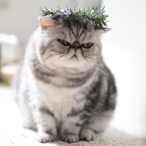 cats in flower crowns
