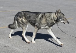 naturepunk:  I post a lot of dogs that are not wolfdogs, so here are a few REAL wolfdogs for you enjoyment. Top pup is a low, middle is a mid, and bottom is a high content wolfdog. Click photos for photographer credits. 